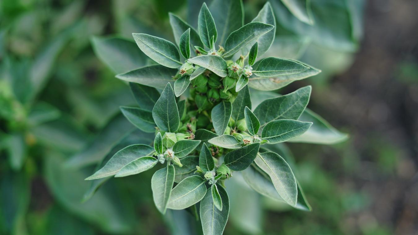 Ashwagandha Benefits For Skin