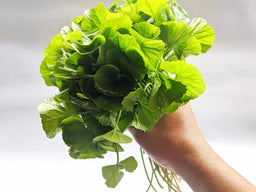 Gotu Kola Benefits