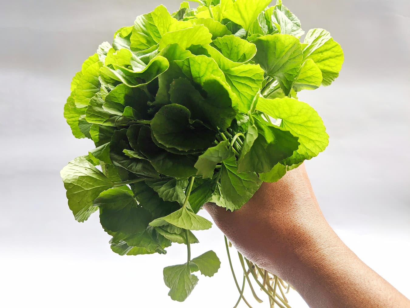Gotu Kola Benefits
