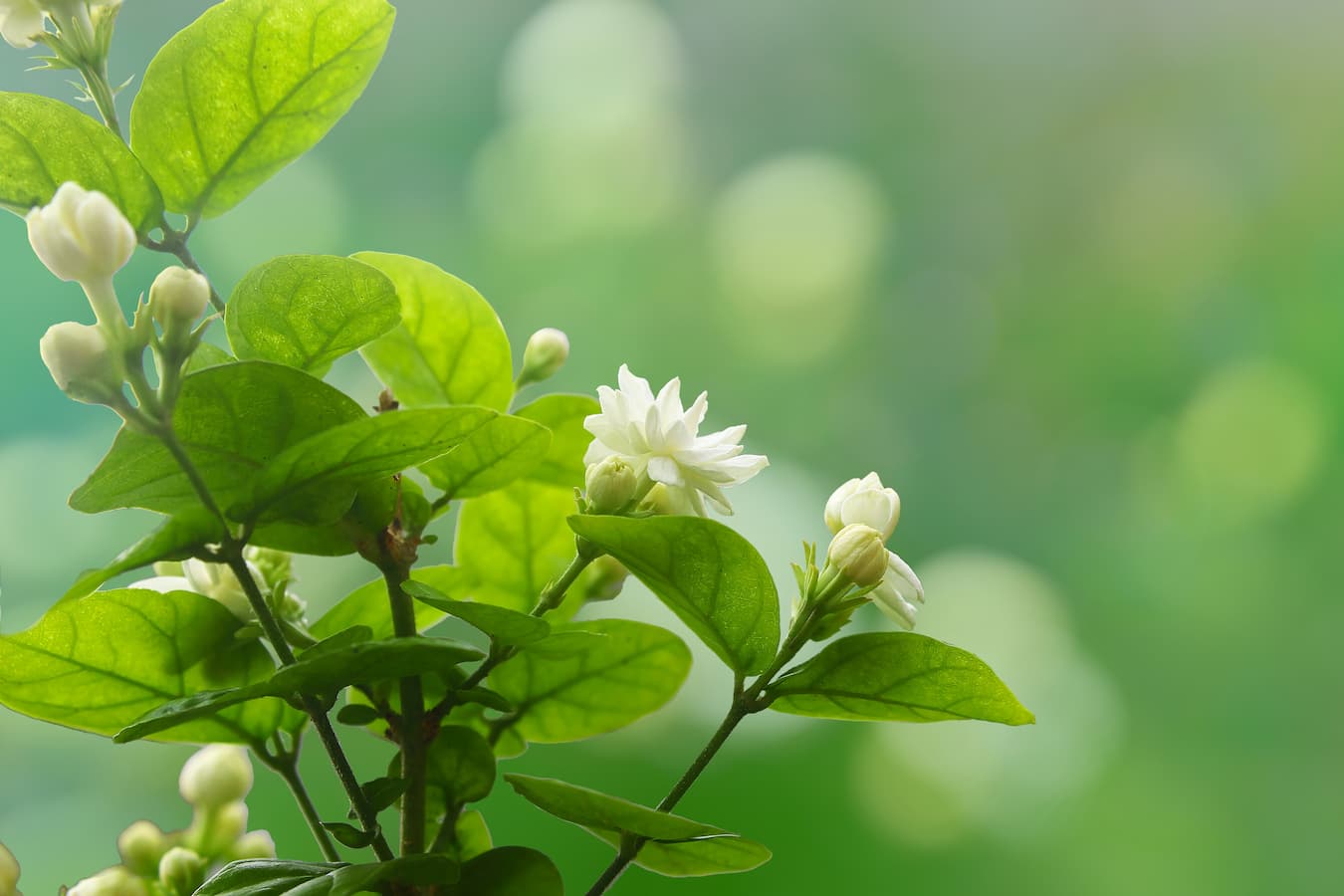 What Scents Go Well With Jasmine
