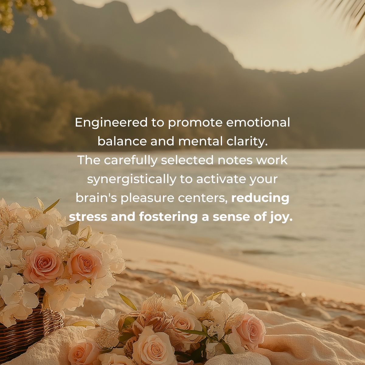 Candlenut Comfort Essentials