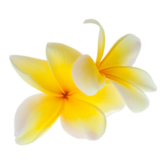 FRANGIPANI EXTRACT