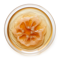 Kombucha